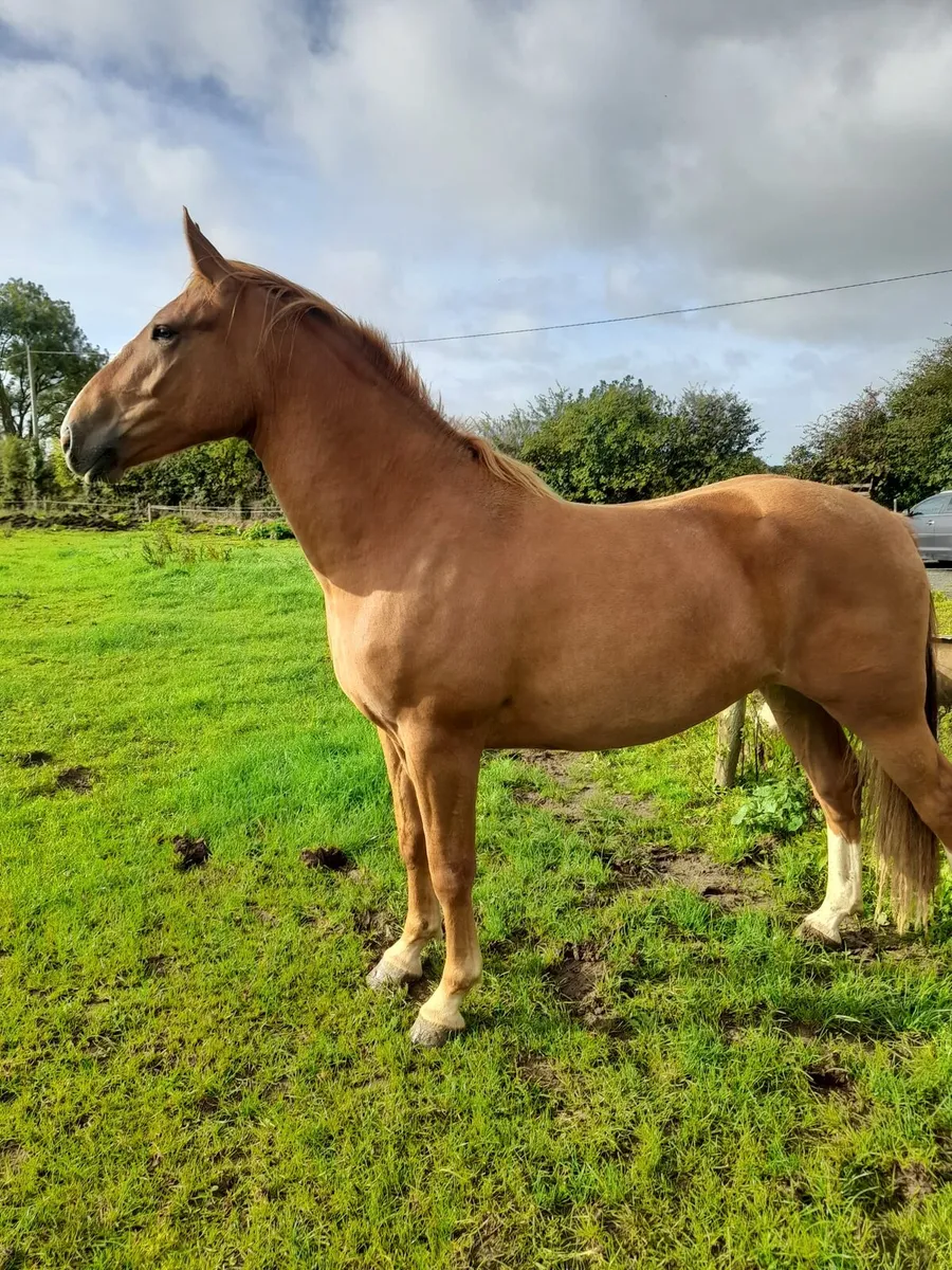 2 year old gelding - Image 2
