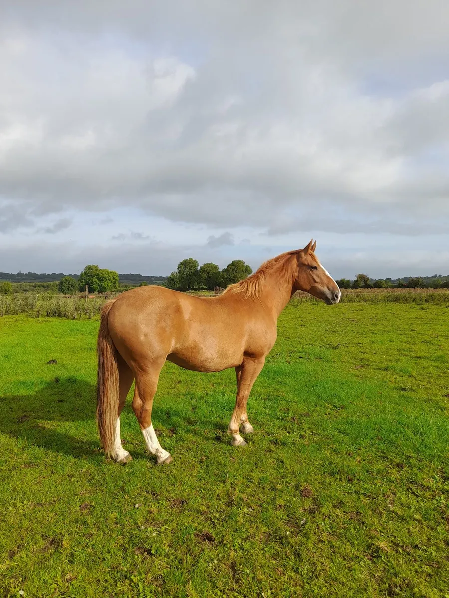 2 year old gelding - Image 3