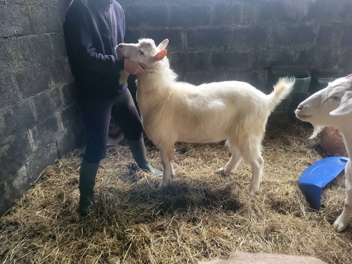 Saanen puck Goat for sale - Image 2