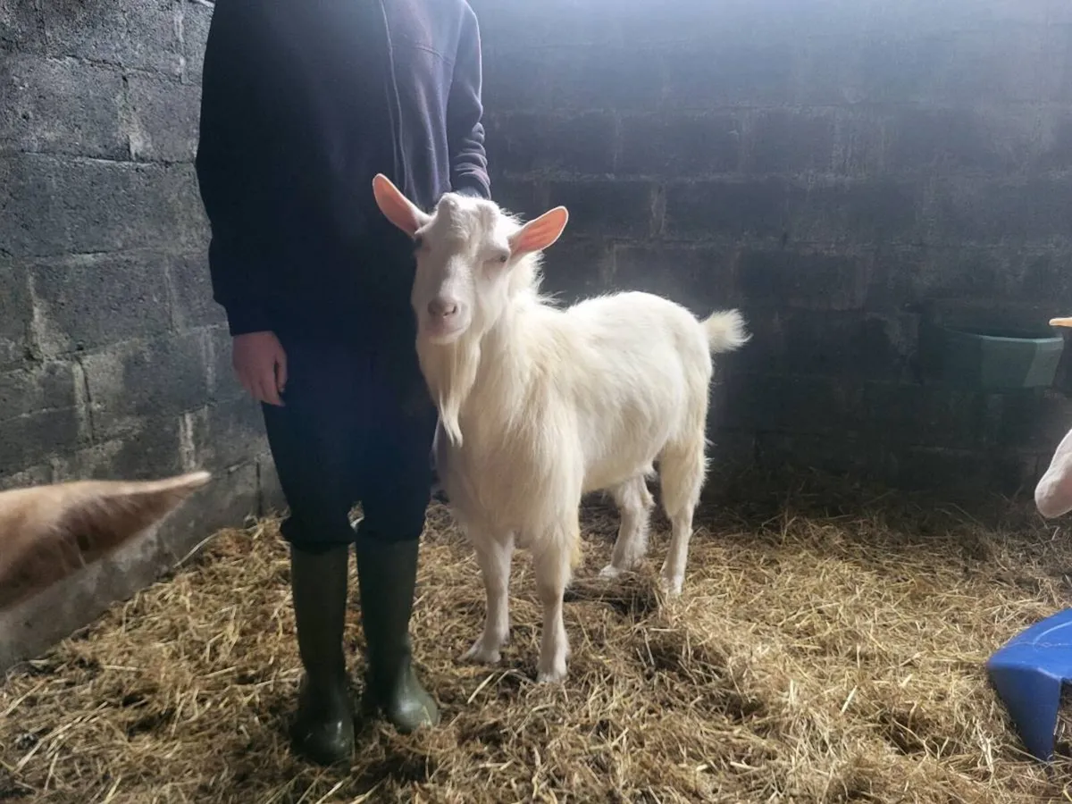 Saanen puck Goat for sale - Image 3