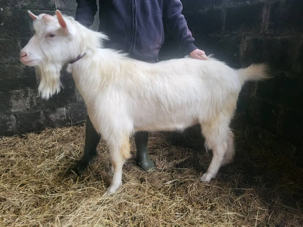 Saanen puck Goat for sale - Image 4
