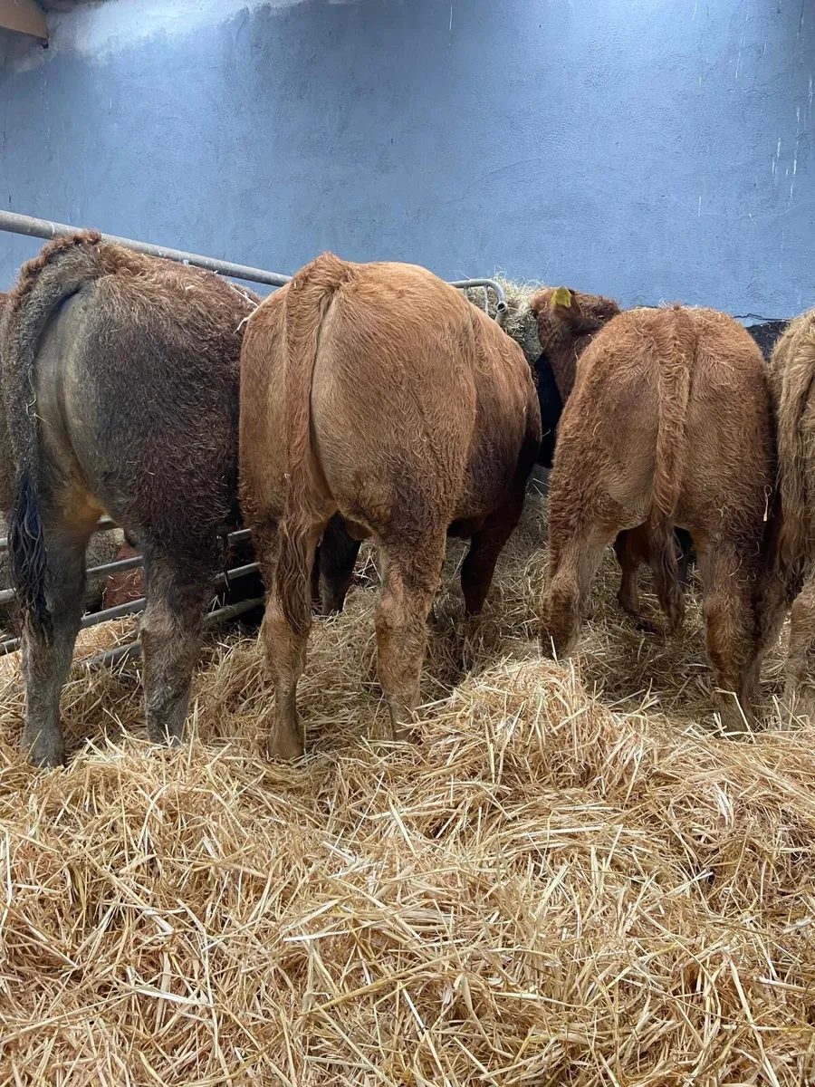 6 SUPER BULLS - Image 1