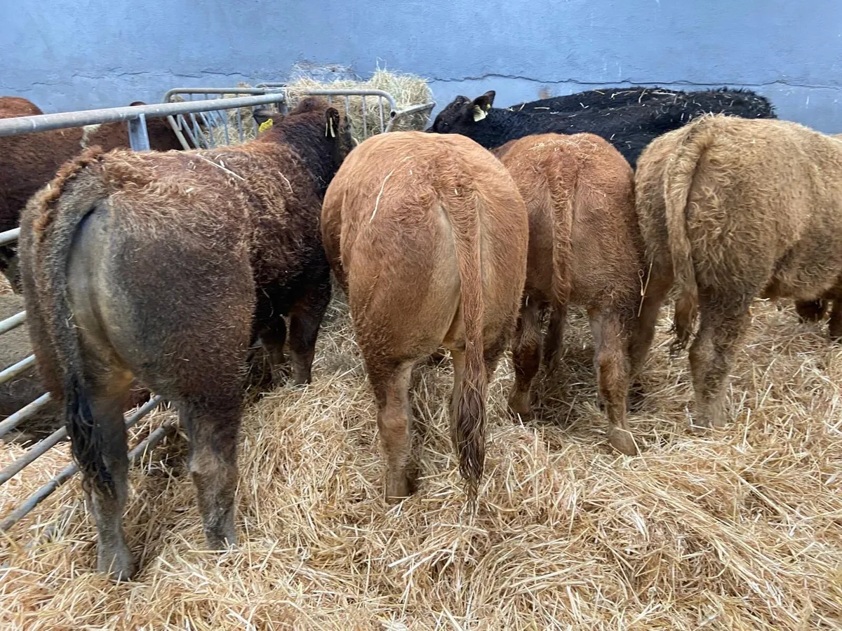 6 SUPER BULLS - Image 2