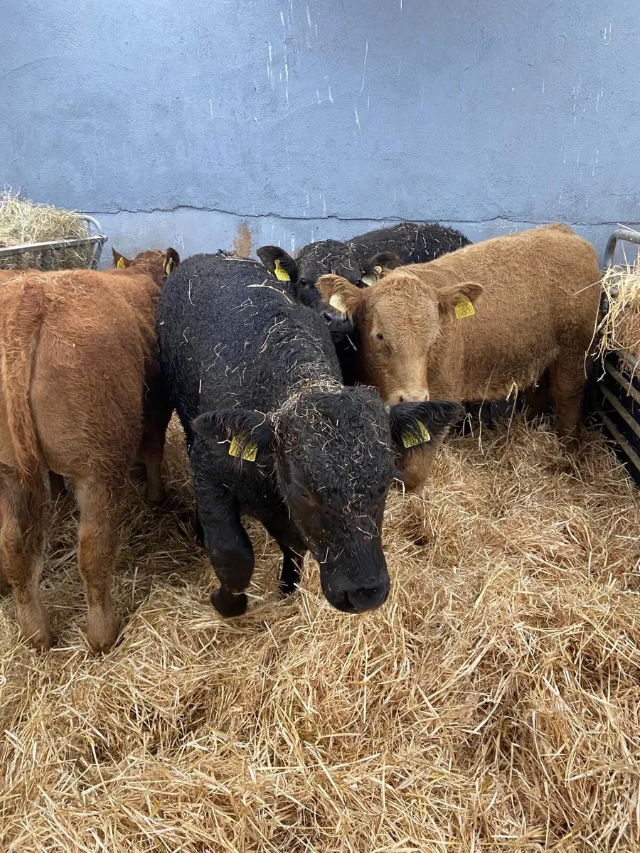 6 SUPER BULLS - Image 3
