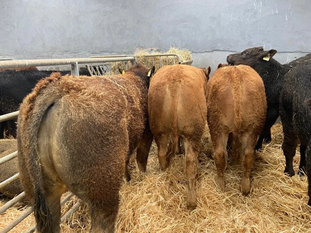 6 SUPER BULLS - Image 4