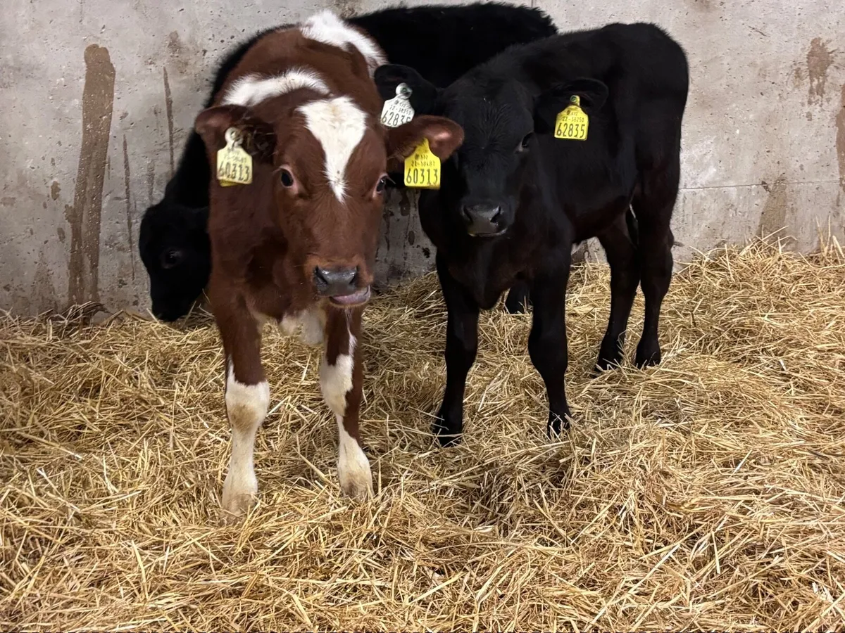 3 reared calves for sale @€540 - Image 3
