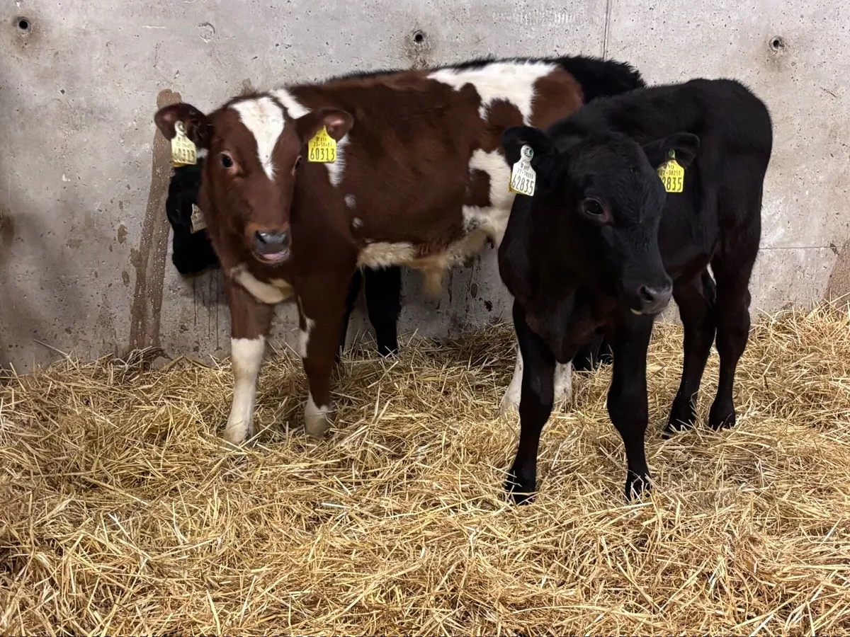 3 reared calves for sale @€540 - Image 1