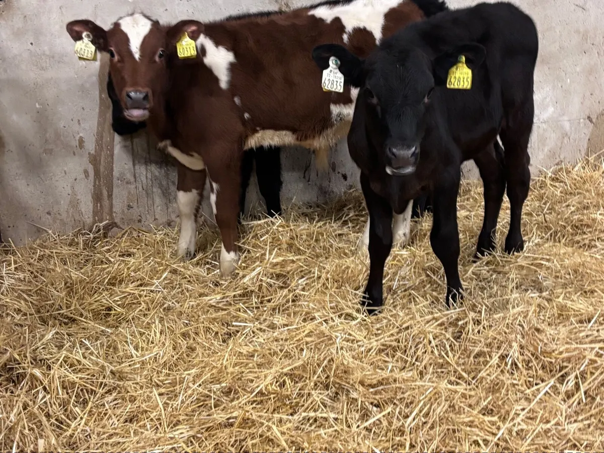 3 reared calves for sale @€540 - Image 2