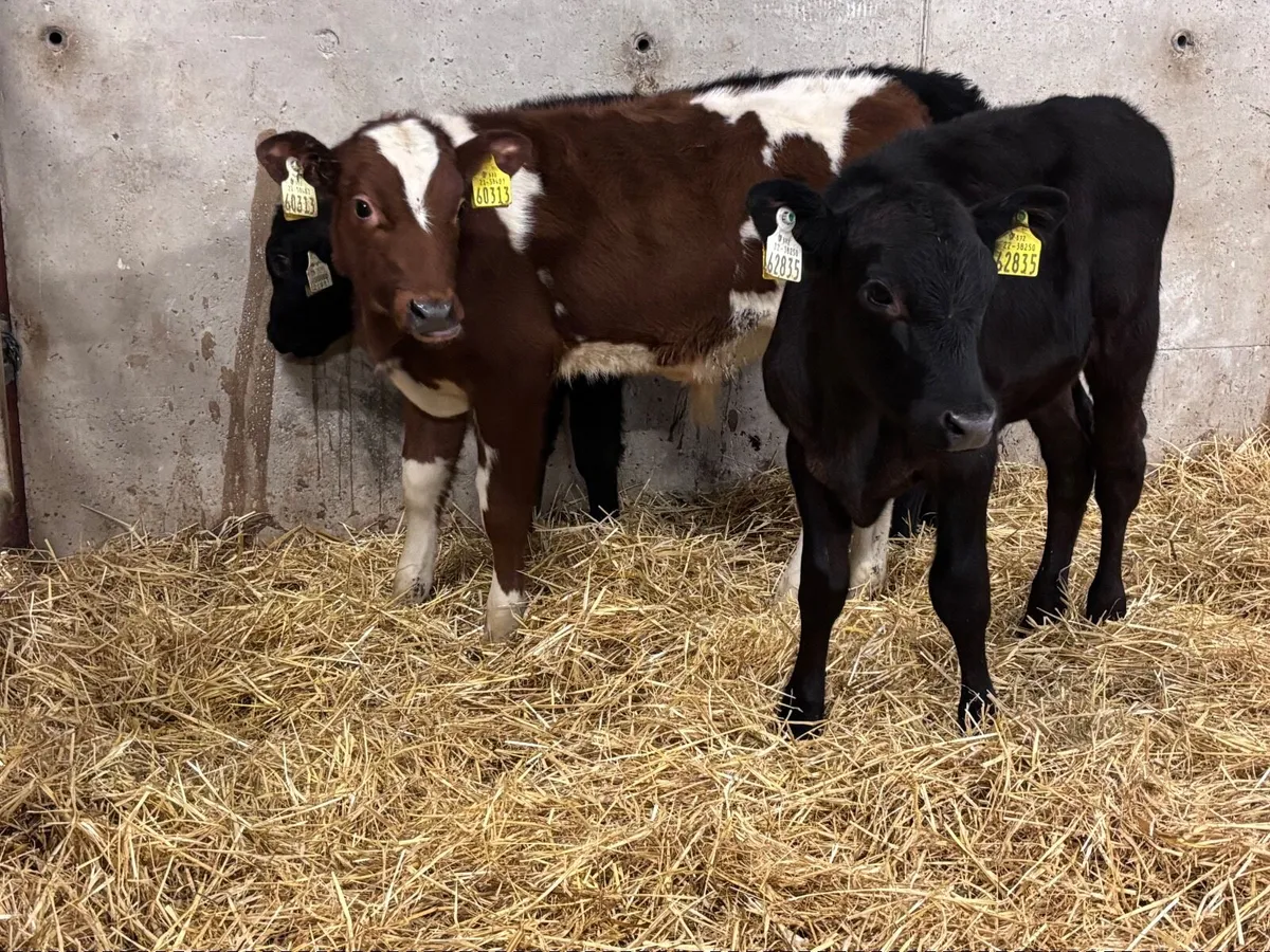 3 reared calves for sale @€540 - Image 4