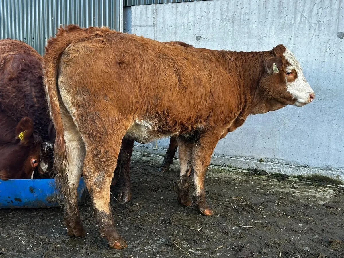 SUPER BREEDING HEIFERS - Image 2
