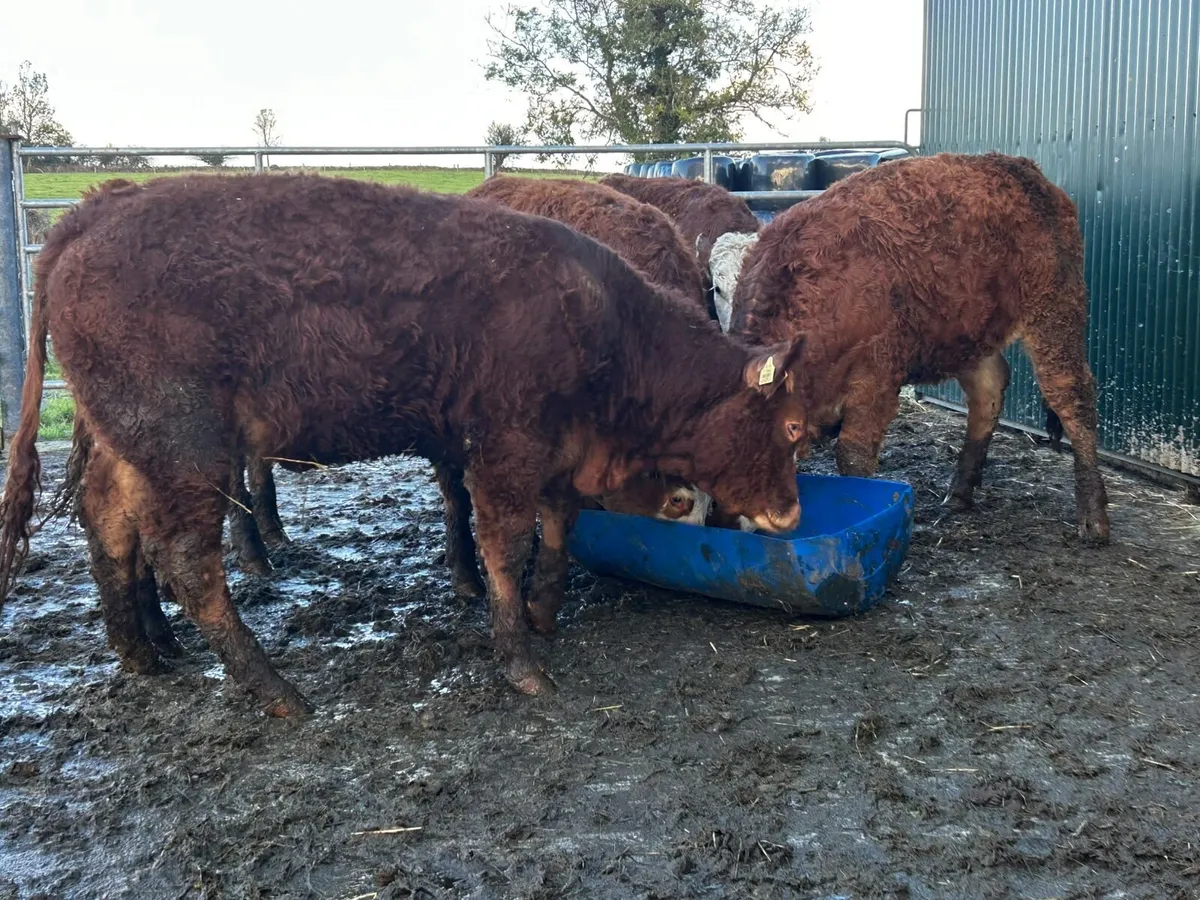 SUPER BREEDING HEIFERS - Image 3