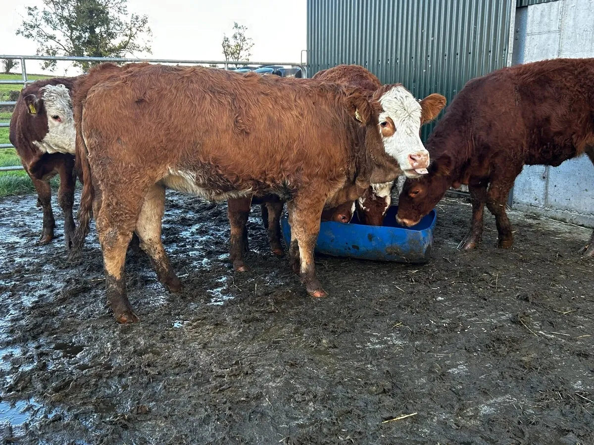 SUPER BREEDING HEIFERS - Image 4