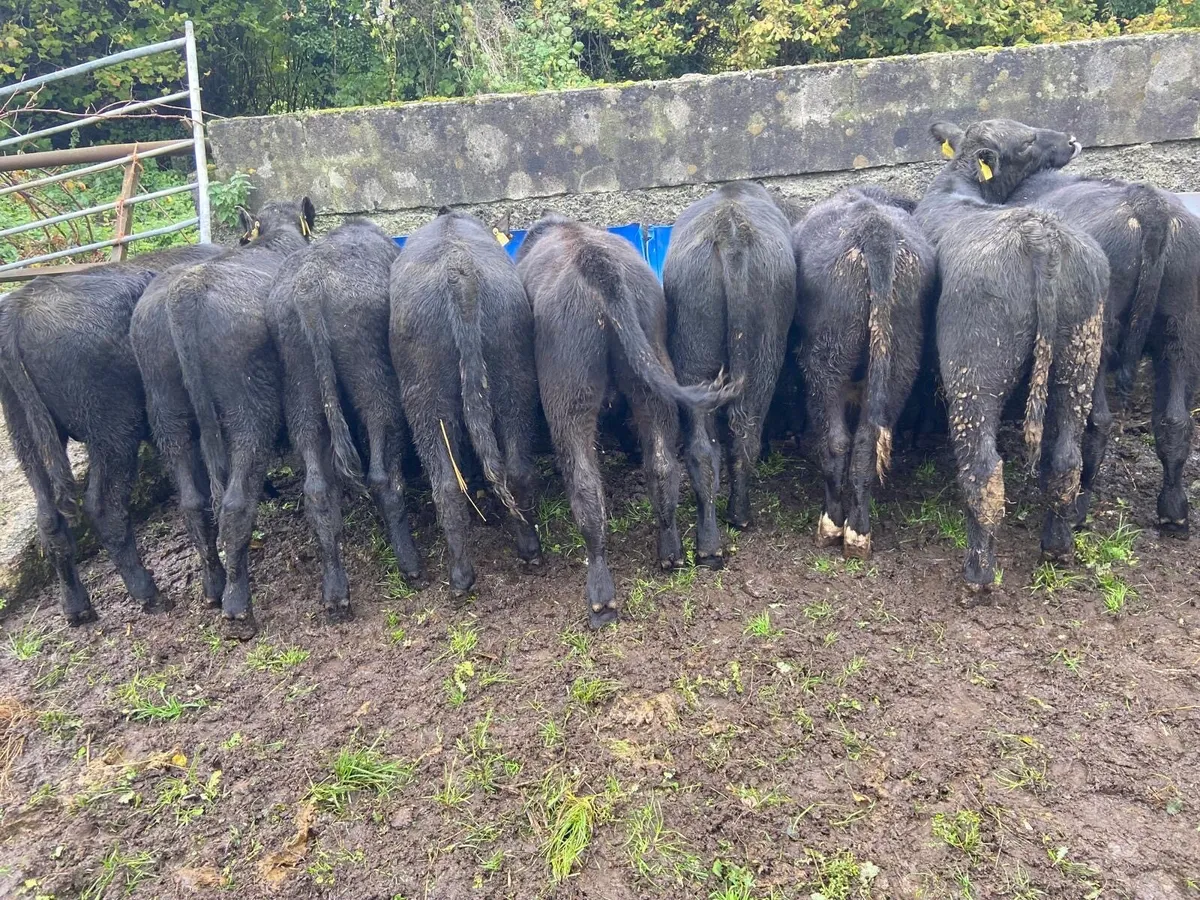 ABEREEN ANGUS CALFS - Image 1