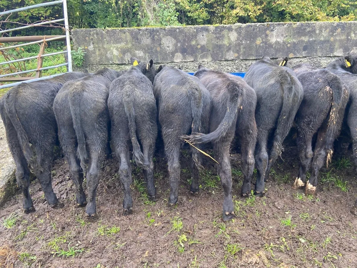 ABEREEN ANGUS CALFS - Image 2