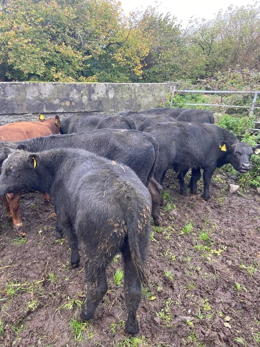 ABEREEN ANGUS CALFS - Image 3