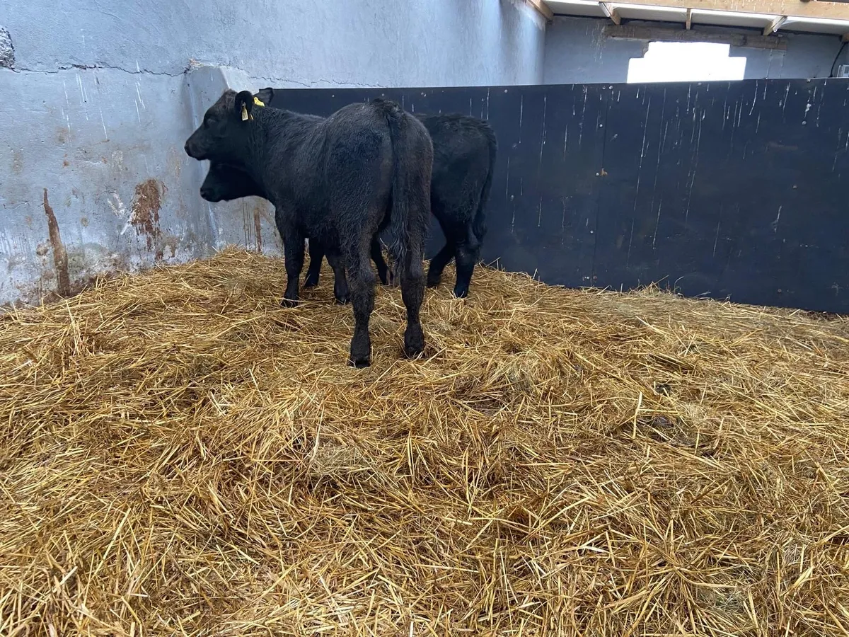 ABEREEN ANGUS CALFS - Image 4