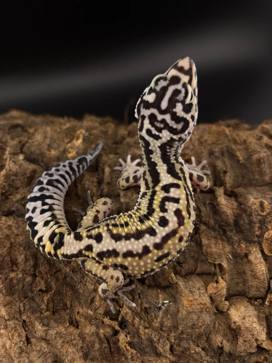 Leopard geckos - Image 3
