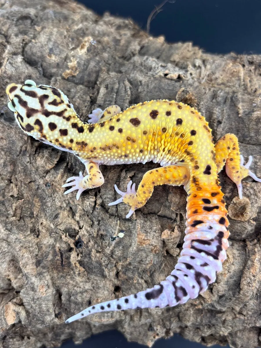Leopard geckos - Image 2