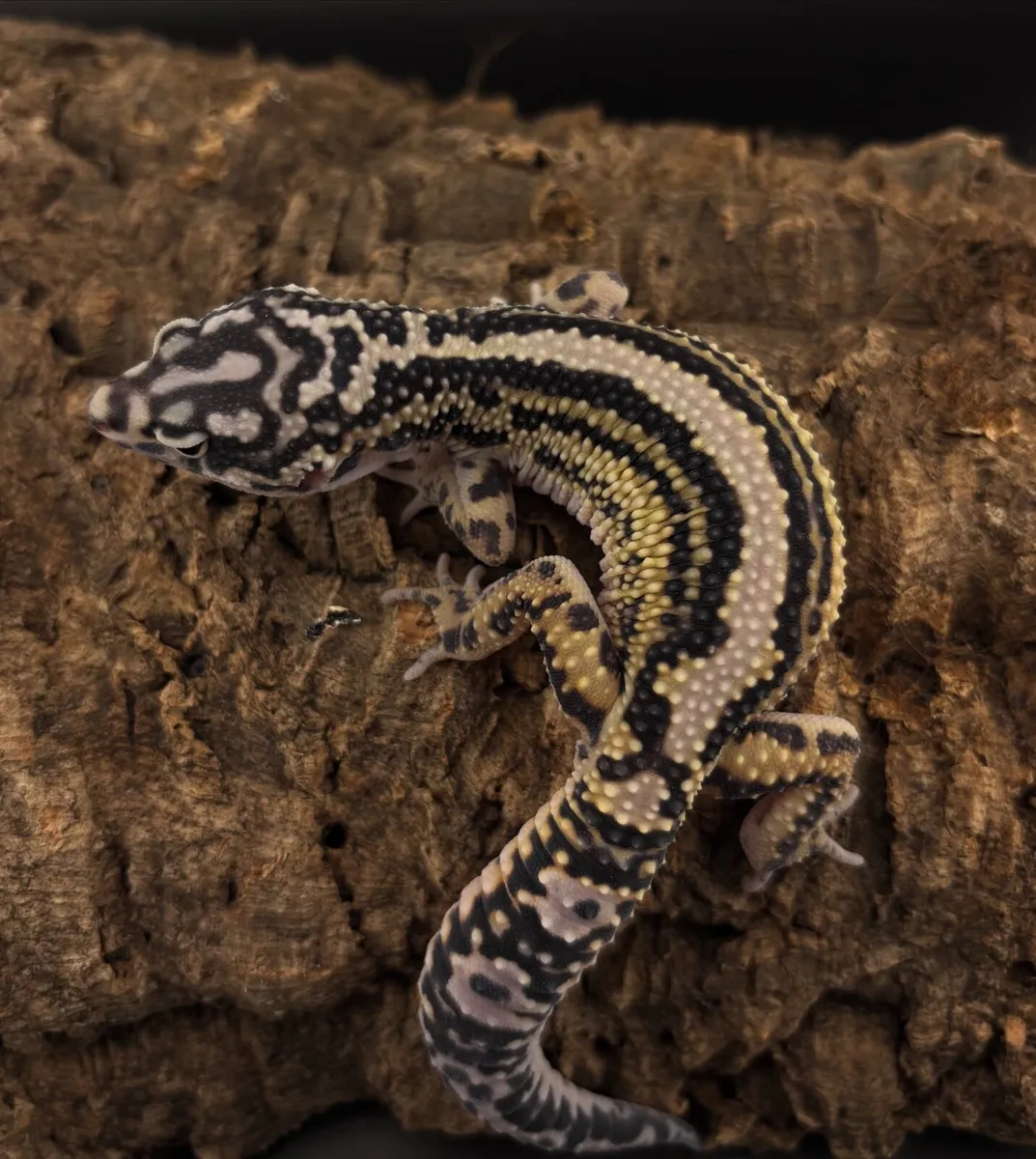 Leopard geckos - Image 1