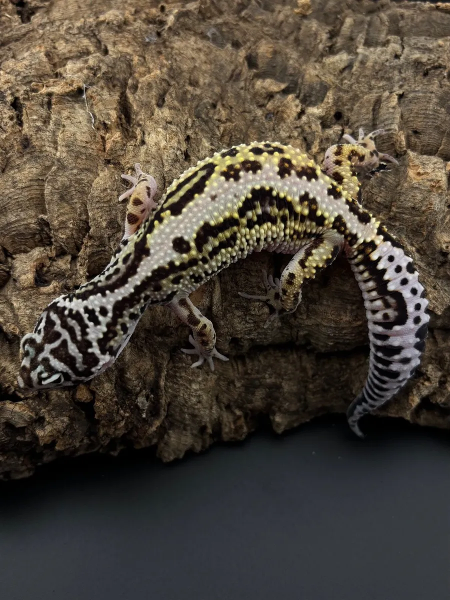 Leopard geckos - Image 4