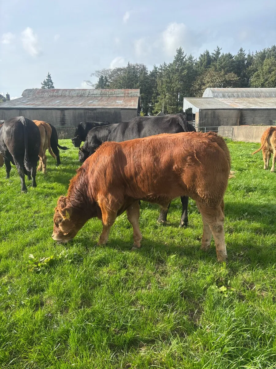 Limousin weanlings hi - Image 1