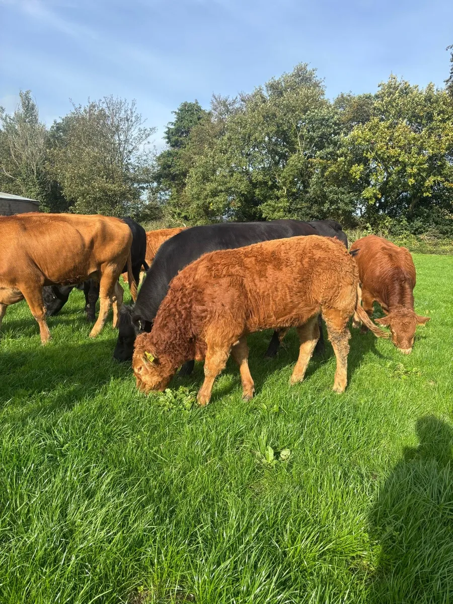 Limousin weanlings hi - Image 2