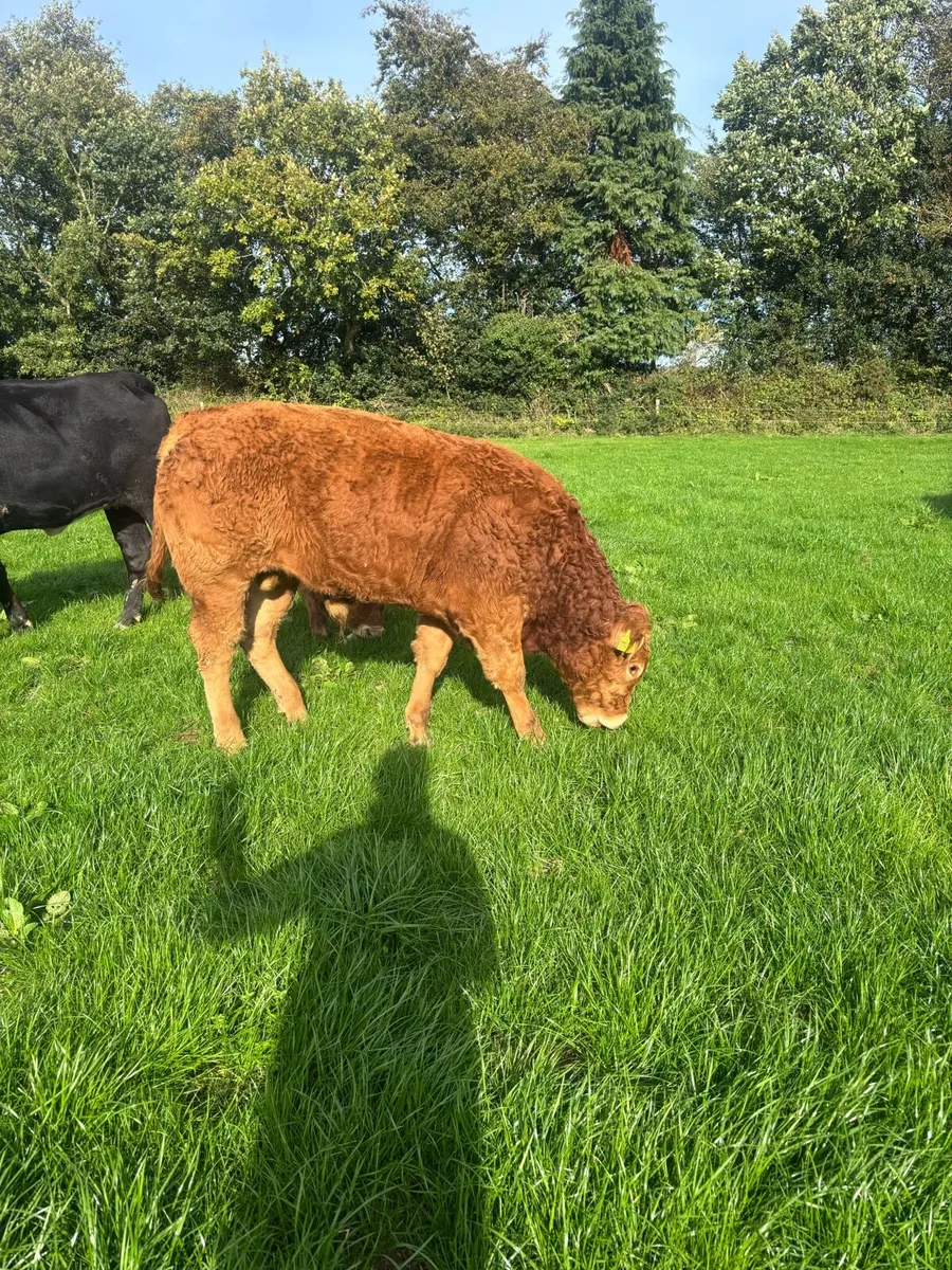 Limousin weanlings hi - Image 3