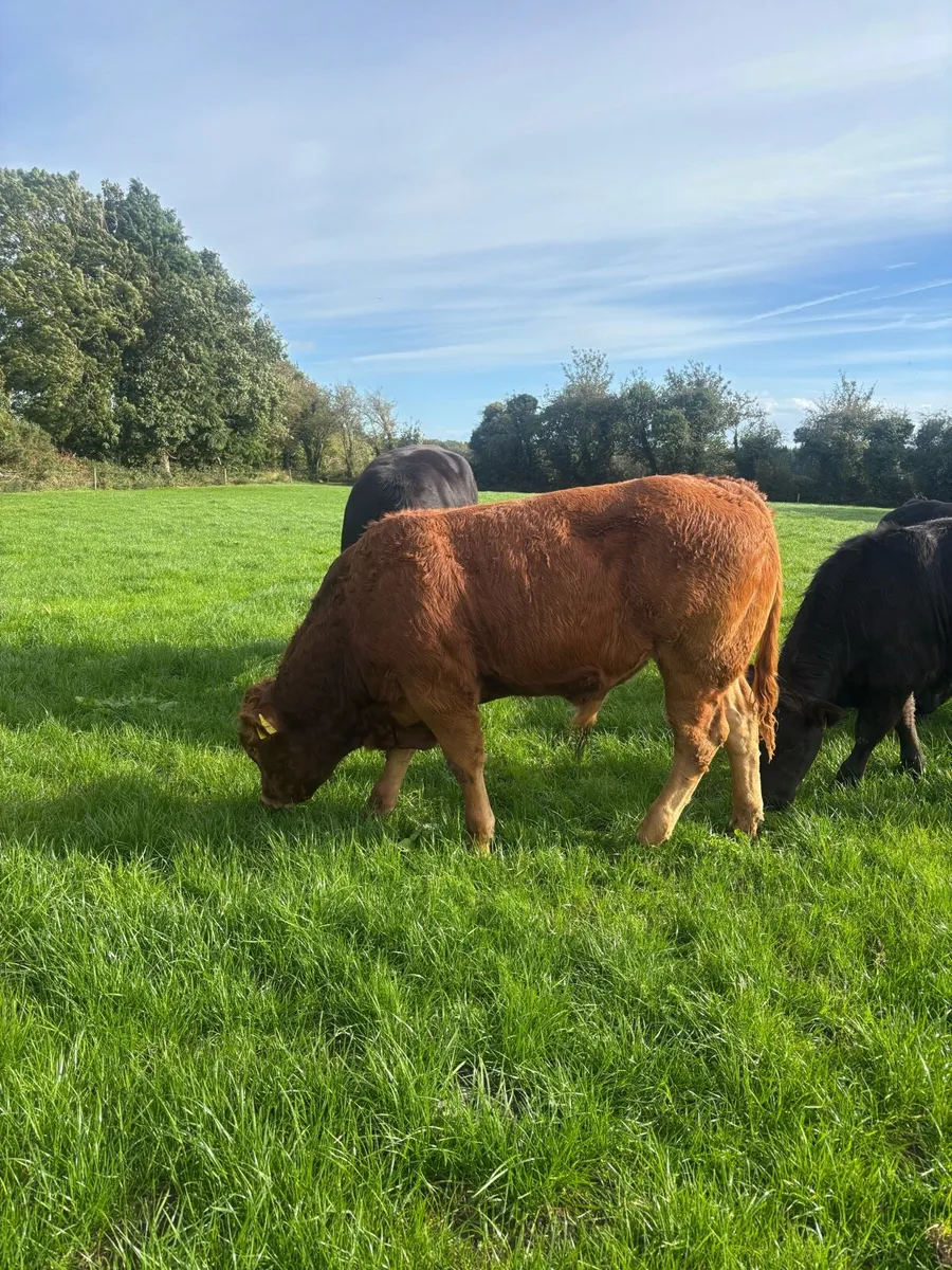 Limousin weanlings hi - Image 4