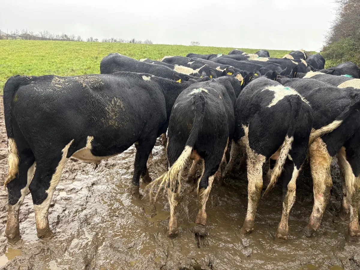 Proper British Friesian Bull Weanlings - Image 2