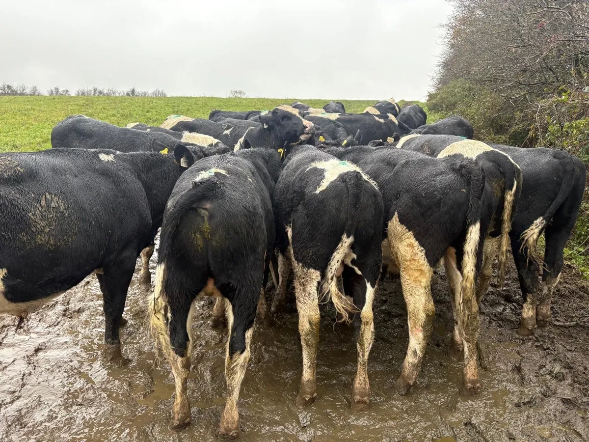 Proper British Friesian Bull Weanlings - Image 3