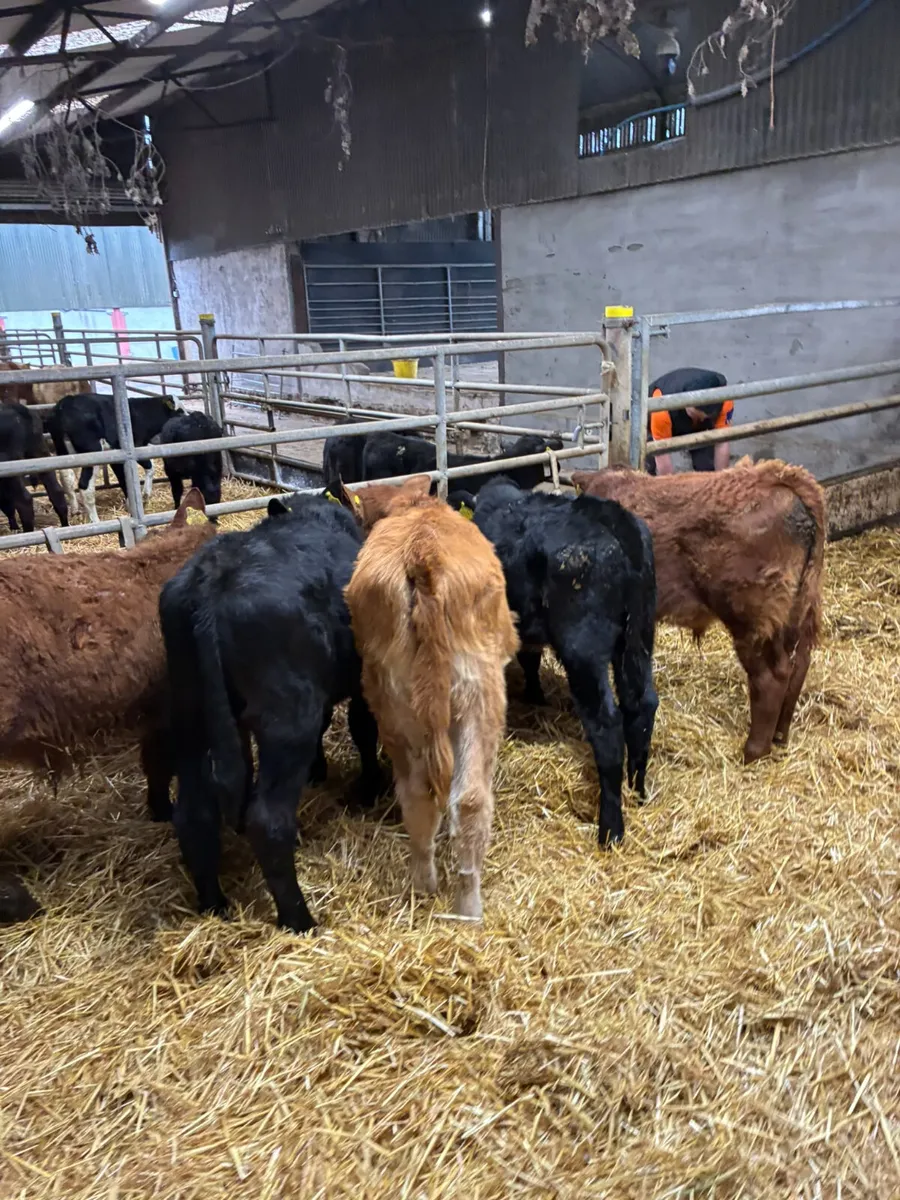 Beef bred bulls - Image 2