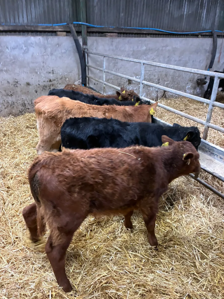 Beef bred bulls - Image 1