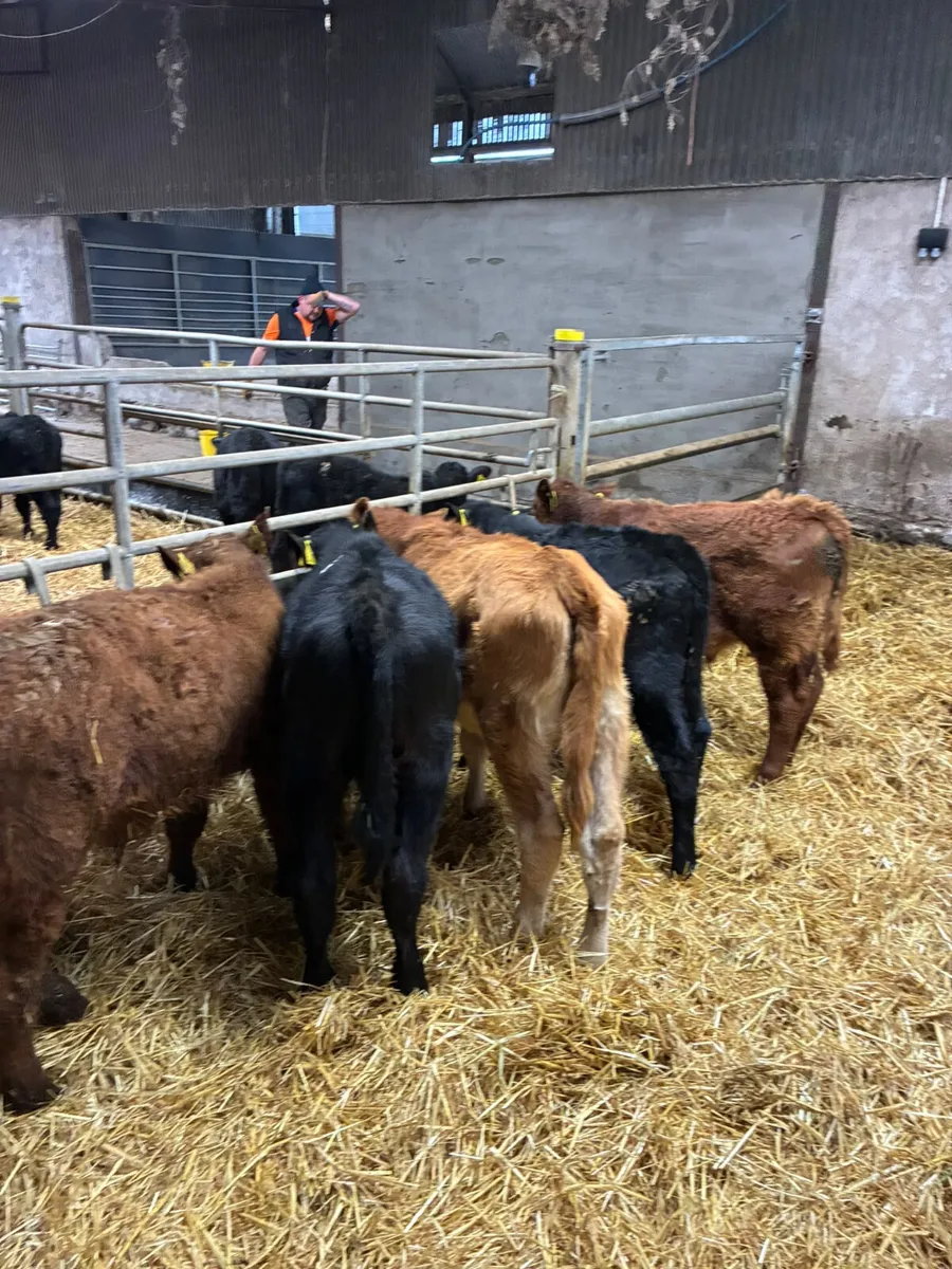 Beef bred bulls - Image 4