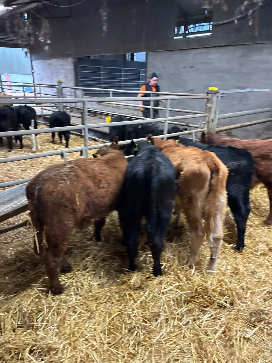 Beef bred bulls - Image 3