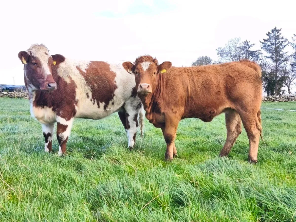 Breeding Heifers - Image 1