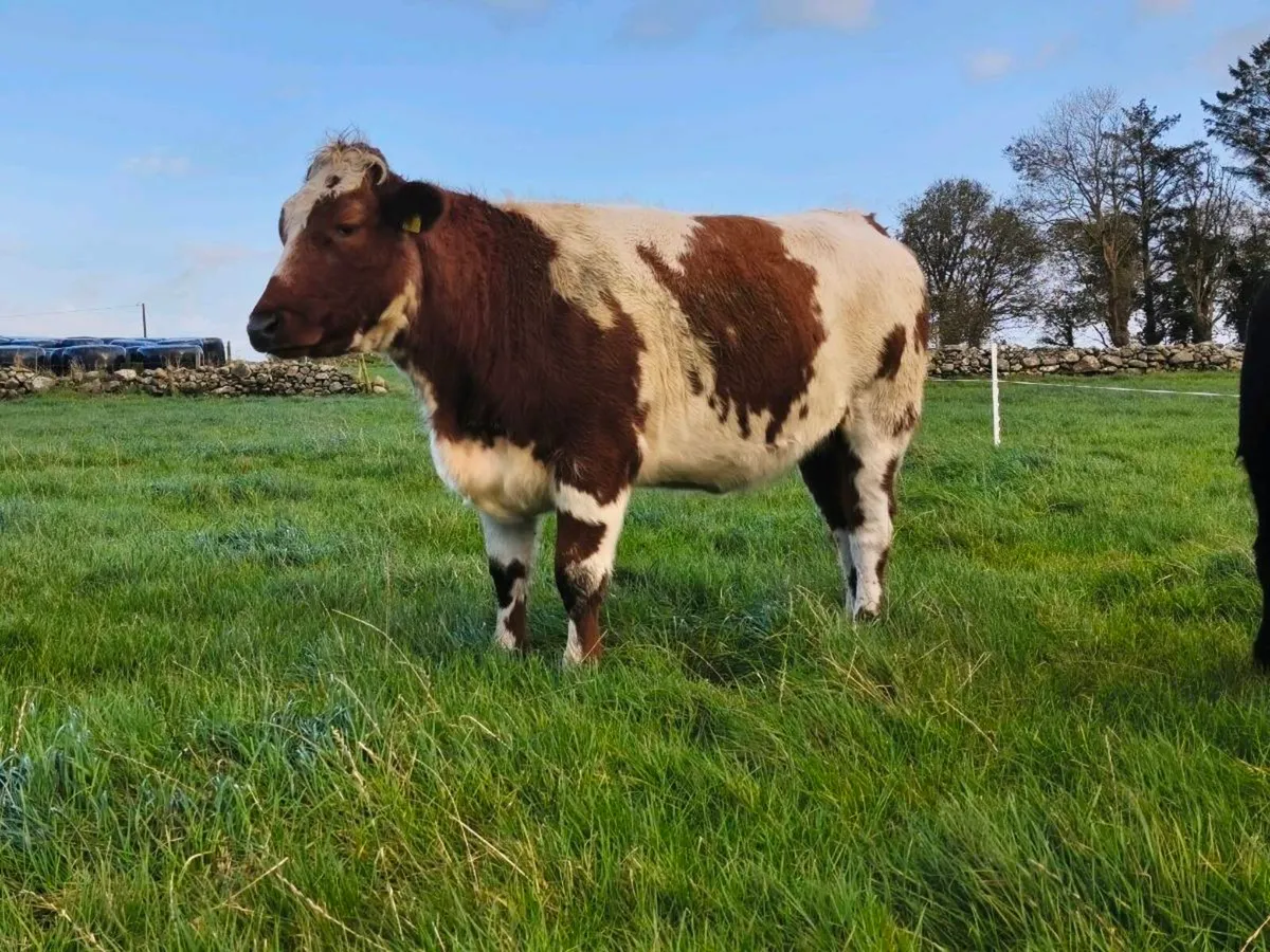 Breeding Heifers - Image 2