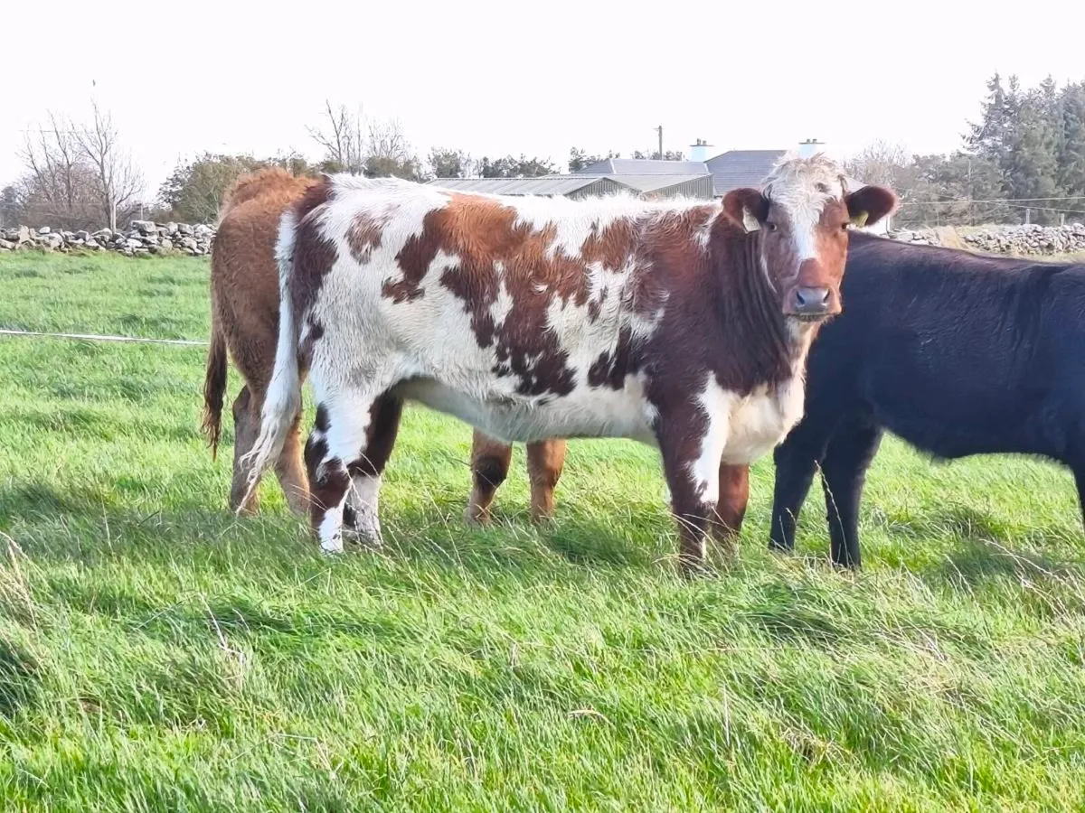 Breeding Heifers - Image 3