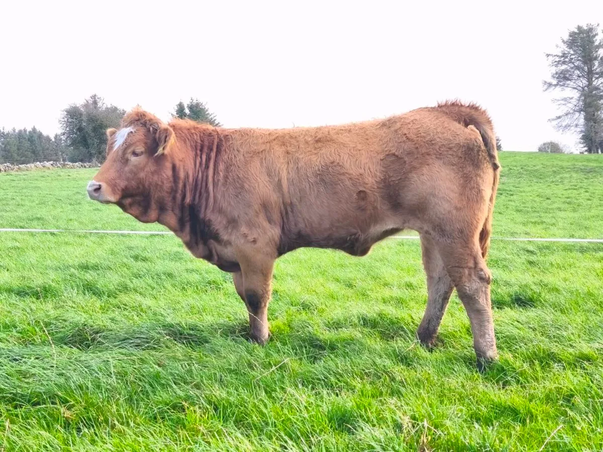 Breeding Heifers - Image 4