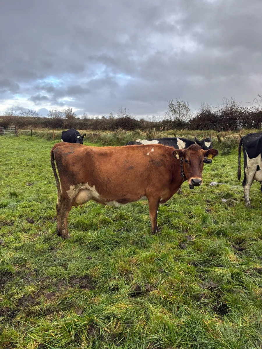 5 empty Dairy cows - Image 1