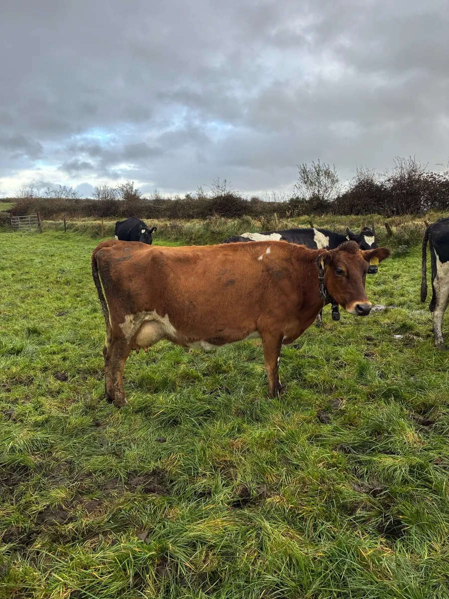 5 empty Dairy cows - Image 2