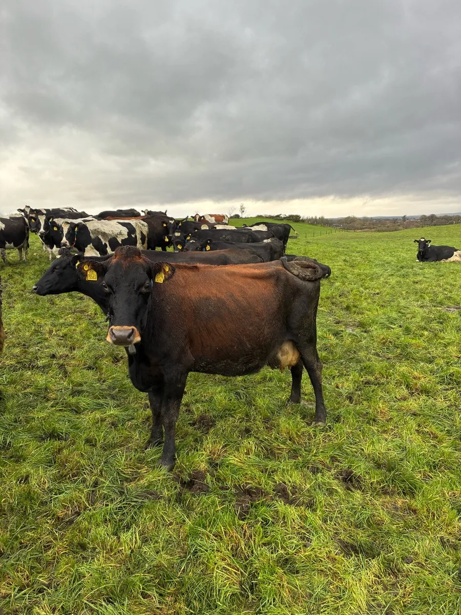 5 empty Dairy cows - Image 3