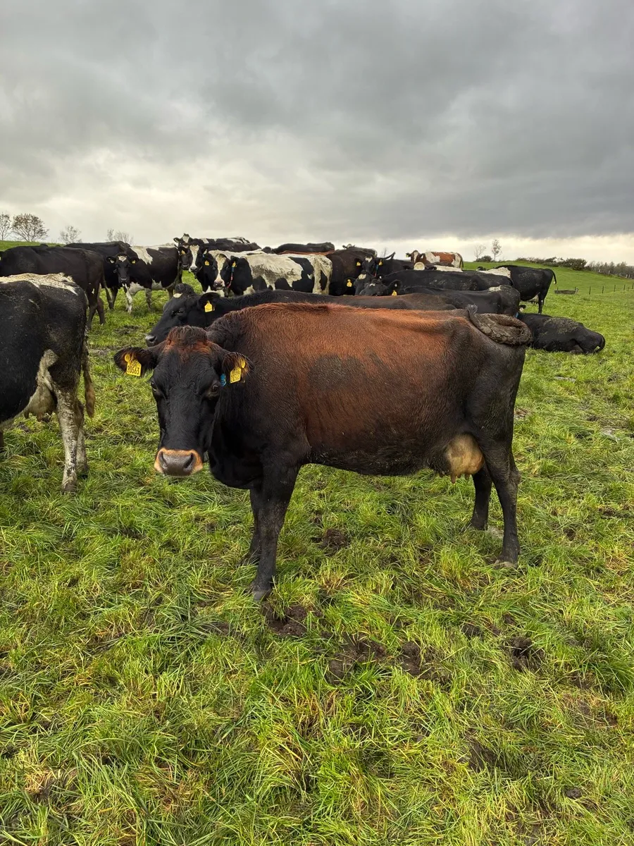 5 empty Dairy cows - Image 4