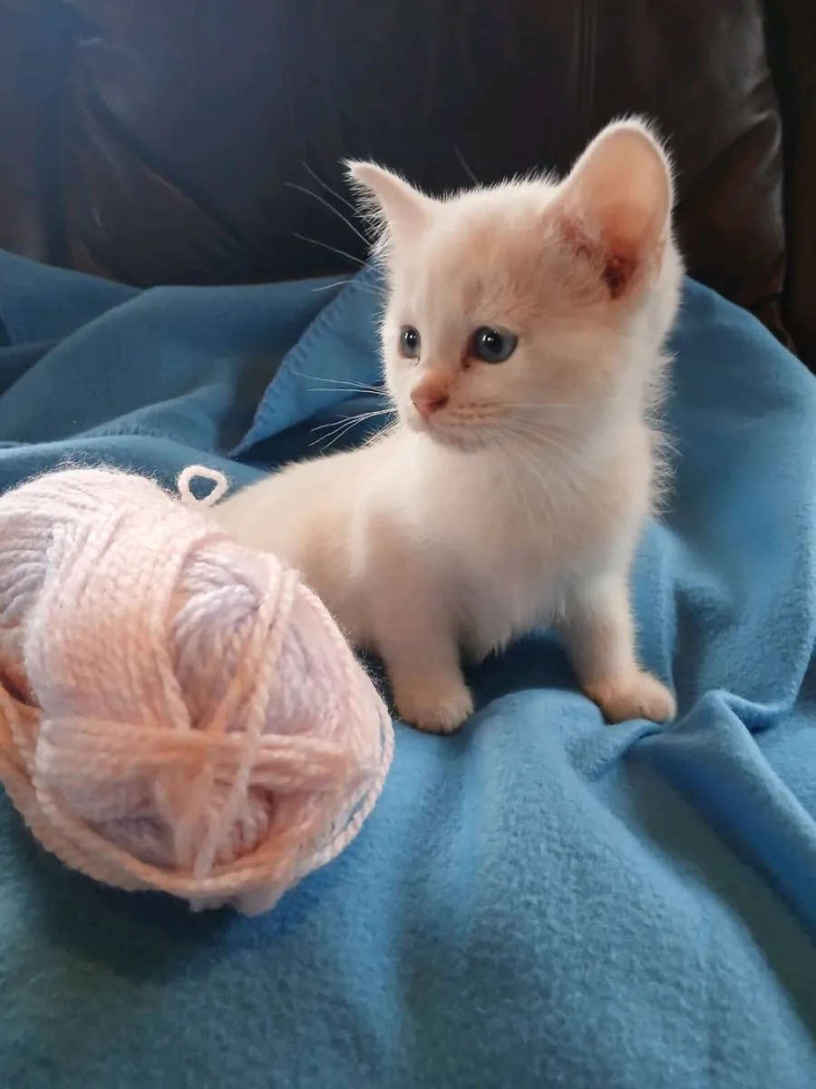 White ragdoll x kittens 😸 - Image 2