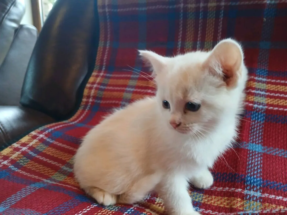 White ragdoll x kittens 😸 - Image 3