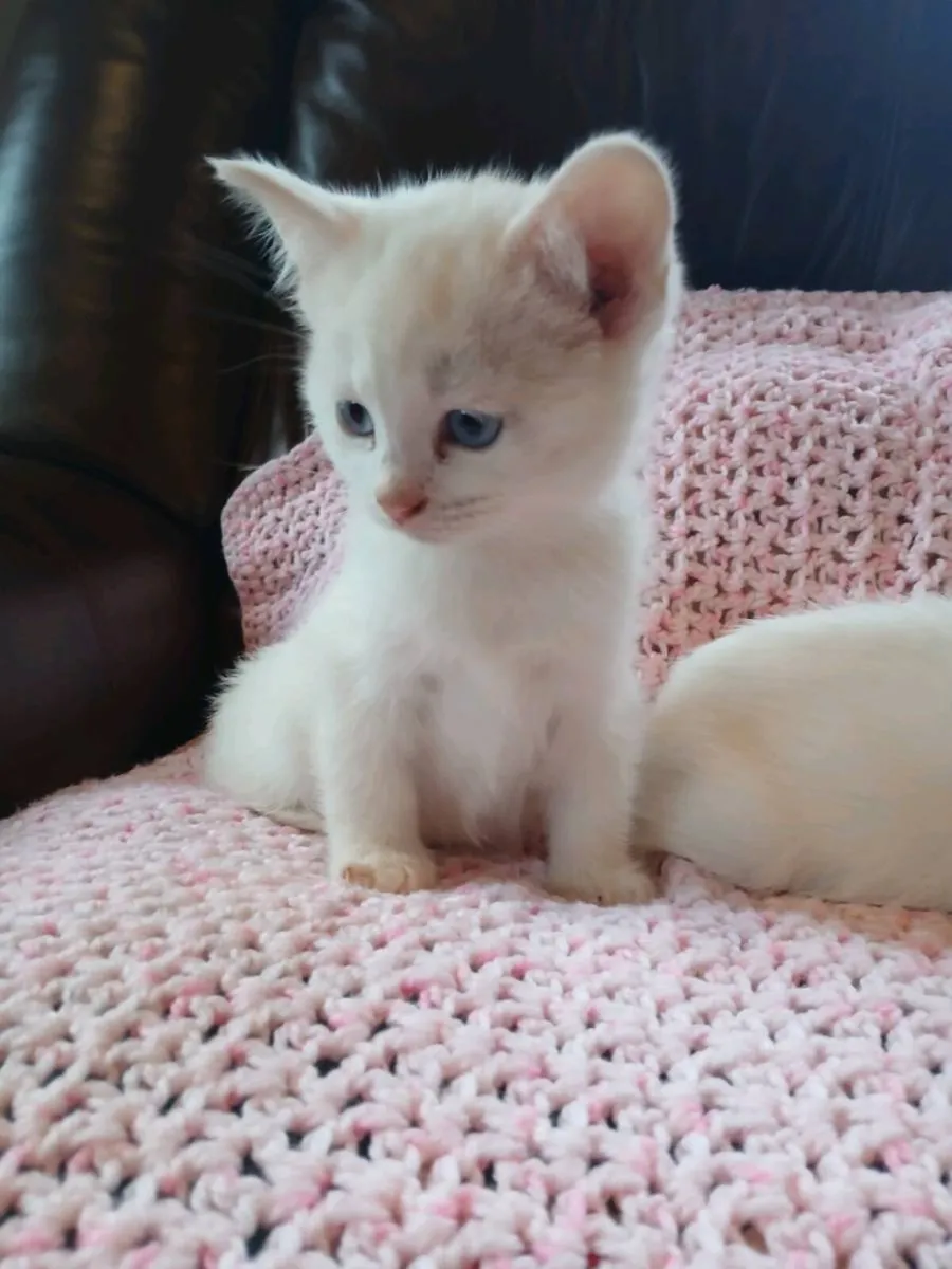 White ragdoll x kittens 😸 - Image 4