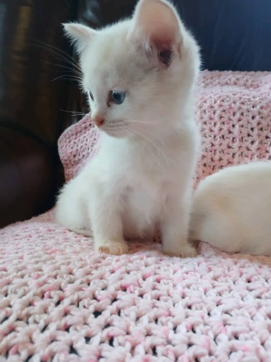 White ragdoll x kittens 😸 - Image 1