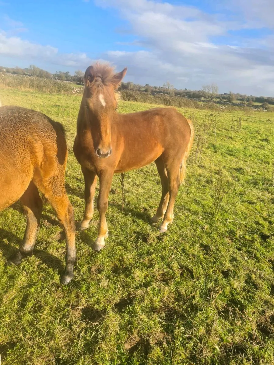 Connemara Colt Foal - Image 3
