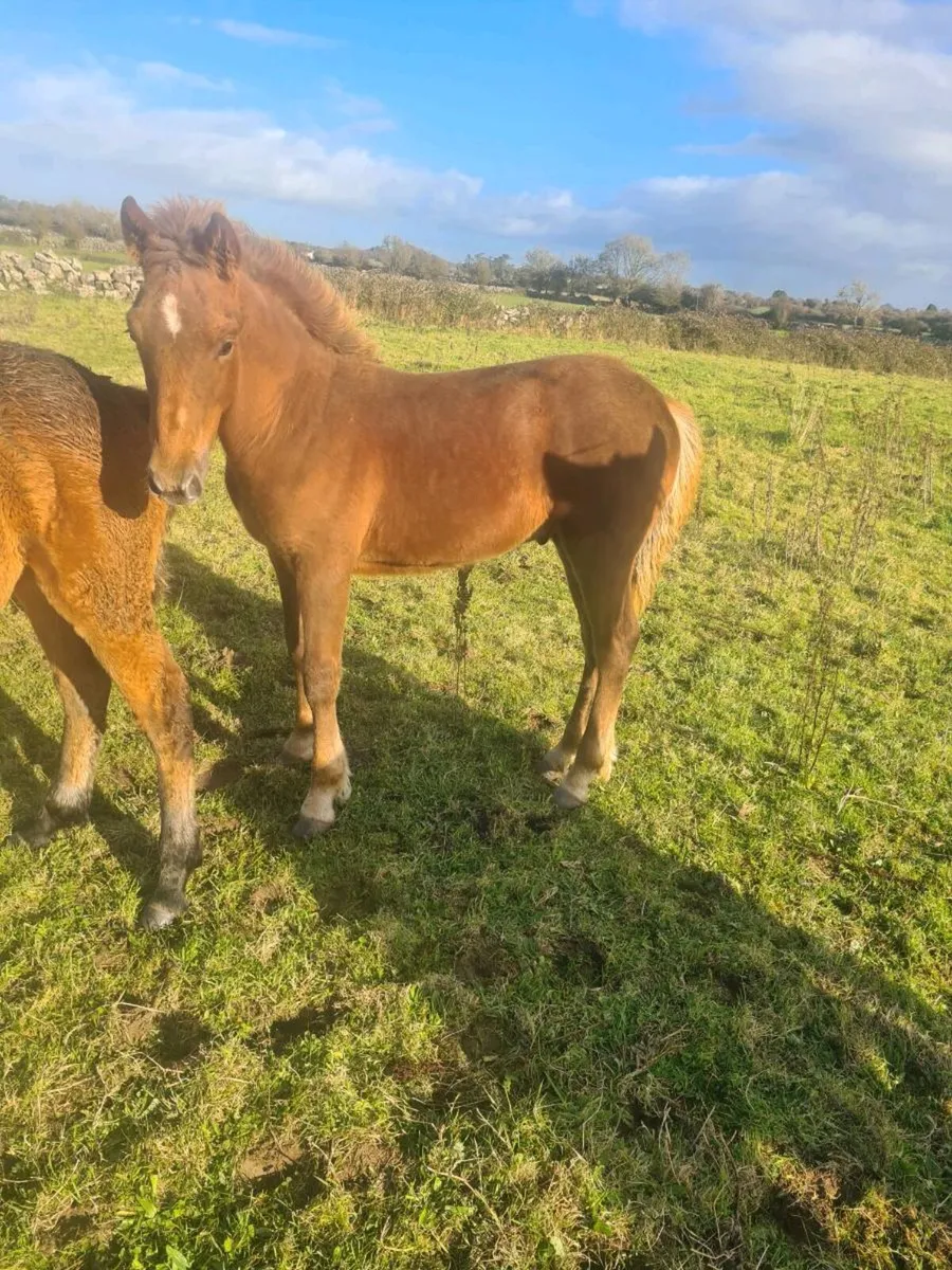 Connemara Colt Foal - Image 4