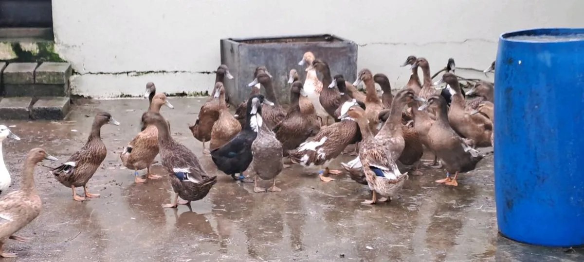 Point to lay ducks