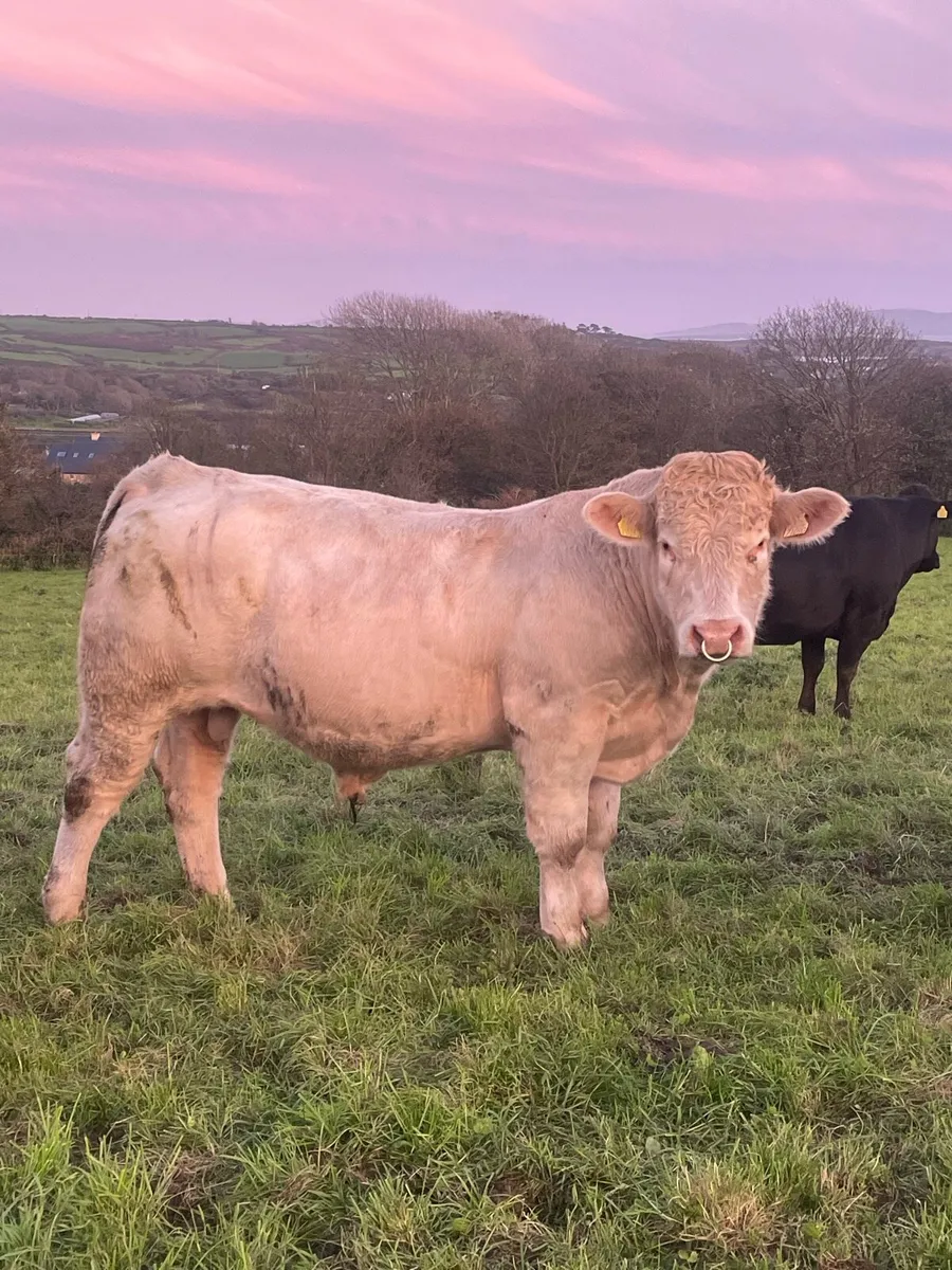PBR Charolais Bull - Image 1